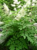 Aruncus dioicus